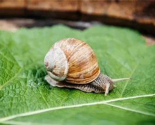 Rüyada sümüklü böcek görmek ne anlama gelir?