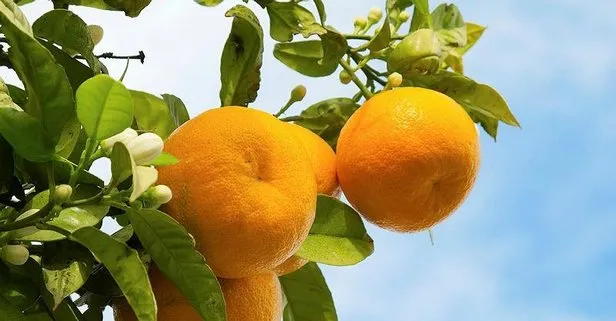 Tansiyon ilacı mandalina