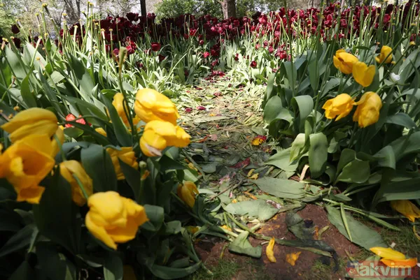 İstanbul Gülhane Parkı 10 katı ziyaretçi ağırladı! Laleler talan edildi - 9