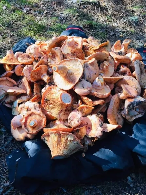 kilosu-160-tl-fiyati-duyan-cintar-mantari-toplamaya-ormana-kostu-1634032593482.jpg Kilosu 160 TL! Fiyatı duyan çıntar mantarı toplamaya ormana koştu-2