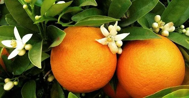 Böbreklere portakal