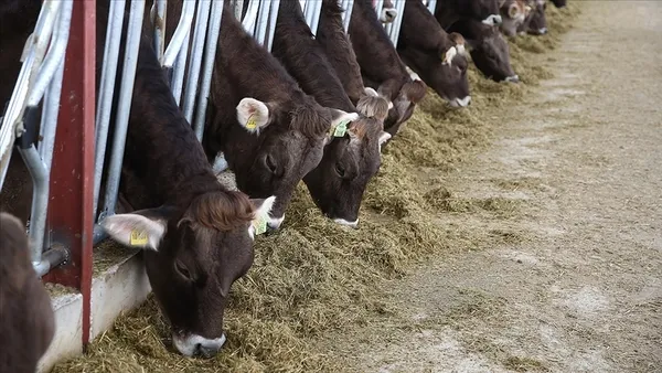 dolardaki-sert-dususun-ardindan-bir-indirim-de-yem-fiyatlarinda-1640147338537.jpg Dolardaki sert düşüşün ardından bir indirim de yem fiyatlarında-3