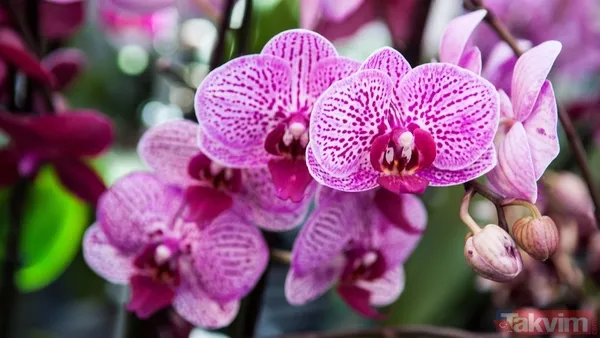 🌺 Muz Kabuğunu Toprağa Küçük Parçalara Ayırıp Gömmek, Zararlı Böcekleri Uzak Tutmak İçin Etkili Bir Yöntemdir. Ancak Orkidelerinizin Sağlıklı Büyümesini...