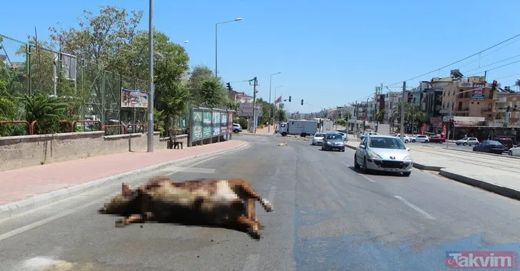 Antalya’da şok görüntü! TIR’dan caddeye döküldü...
