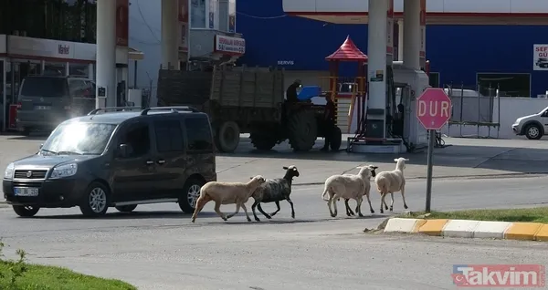 'Firar eden kurbanlıklar' haberleri gelmeye başladı! Boğa bir kişiyi düşürdü koçlar trafiği karıştırdı - 13