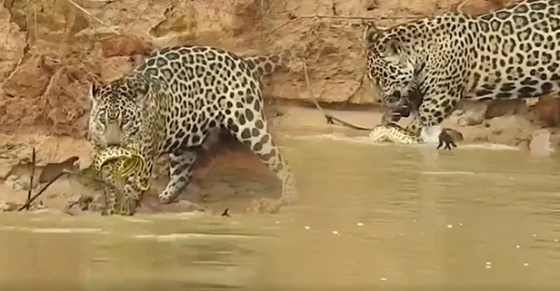 🐆Jaguarla anakonda yılanı suda dakikalarca cebelleşti! Bakın hangisi yem oldu! Vahşi doğada nefes kesen yaşam savaşı