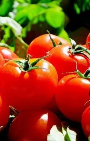 Domates, kemİk erimesini önler