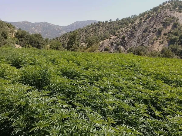 uyusturucuya-eren-darbesi-79-milyon-kok-kenevir-85-ton-esrar-ve-3-milyon-600-bin-kok-skunk-1663145991842.jpg Uyuşturucuya 'Eren' darbesi: 79 milyon kök kenevir, 8,5 ton esrar ve 3 milyon 600 bin kök skunk-2