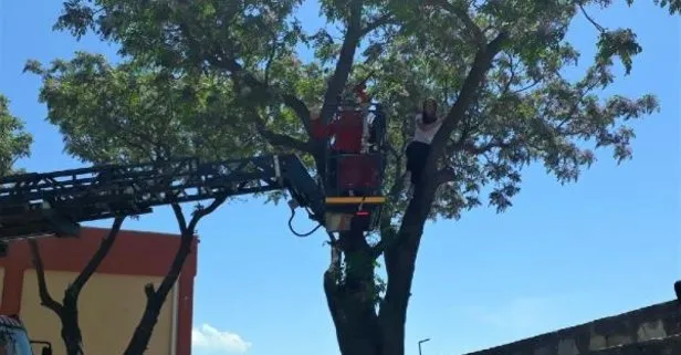 Kediyi kurtarmak için ağaca çıkan lise öğrencisi ağaçta mahsur kaldı
