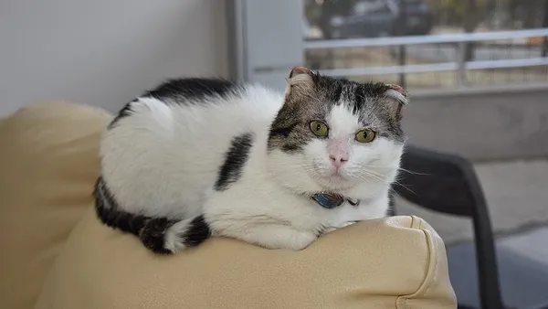 Dünyayı şoke eden olay! Koronavirüs vizonlardan sonra kedilere de..-3