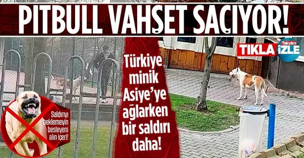 Türkiye minik Asiye’yi konuşurken bir Pitbull vahşeti daha! Sultangazi’de 15 ve 17 yaşındaki iki çocuk yaralandı