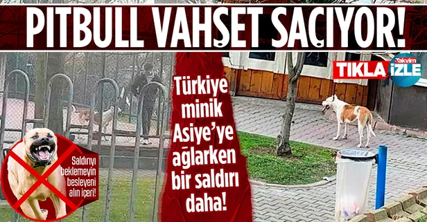 Türkiye minik Asiye'yi konuşurken bir Pitbull vahşeti daha! Sultangazi'de 15 ve 17 yaşındaki iki çocuk yaralandı