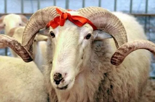 Kurban Bayramı ne zaman, hangi tarihte?-1