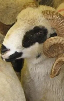 Bayramda bunu yapan yandı