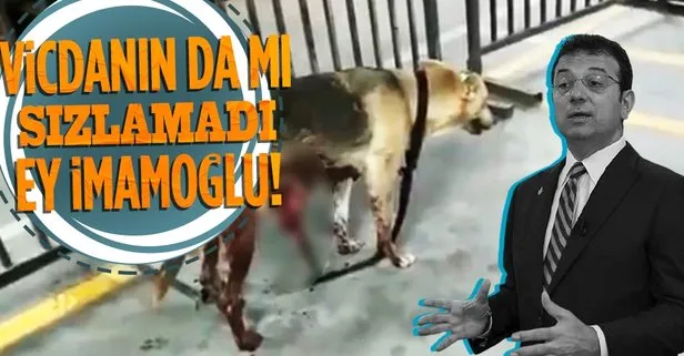 CHP’li İBB bunu da beceremedi! Sokak köpeğinin yürek sızlatan görüntüsünün ardından Ekrem İmamoğlu’na tepki yağdı