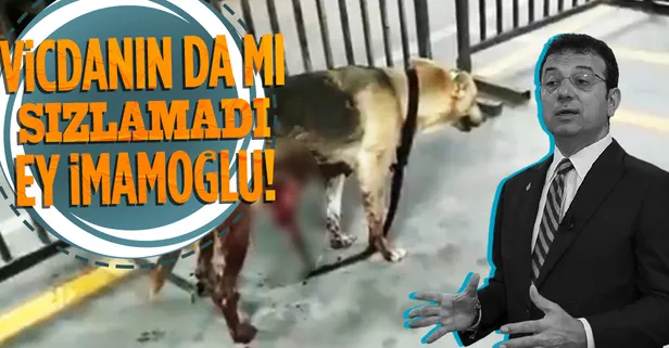 CHP'li İBB bunu da beceremedi! Sokak köpeğinin yürek sızlatan görüntüsünün ardından Ekrem İmamoğlu'na tepki yağdı
