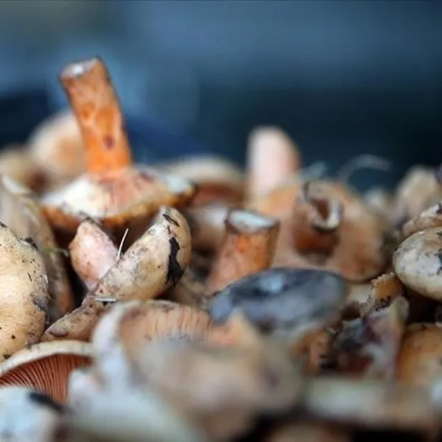 Mantarın mucize etkileri: Beyni korur, bağışıklığı güçlendirir