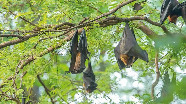 nipah-virusu-nedir-ne-zaman-ortaya-cikti-nipah-virusu-belirtileri-nedir-nasil-bulasir-1631018034026.jpg