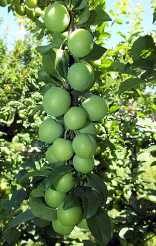 Rüyada erik görmek ne anlama gelir?