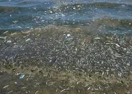 Küçükçekmecede milyonlarca balık kıyıya vurdu! İşte balıkların ölüm nedeni!