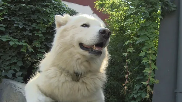 son-dakika-ispanyollar-arastirdi-buldu-kopek-beslemek-ve-ayni-ortamda-durmak-korona-riskini-artiriyor-1605620297305.jpg SON DAKİKA: İspanyollar araştırdı buldu: Köpek beslemek ve aynı ortamda durmak korona riskini artırıyor-6