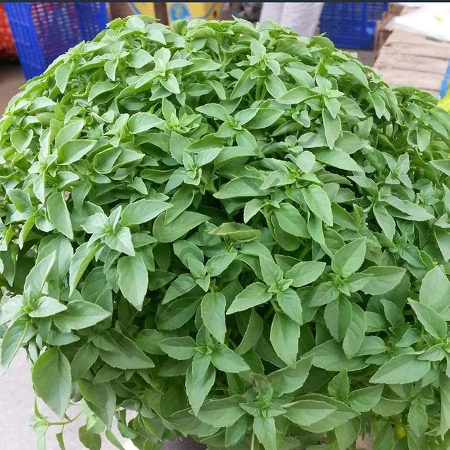 Hazımsızlığa fesleğen