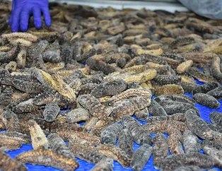 Bunu yapan 30 milyon dolar kazanıyor!