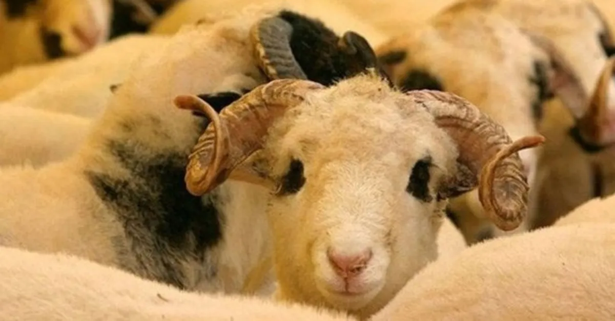 2020 kurban bayrami ne zaman kurban