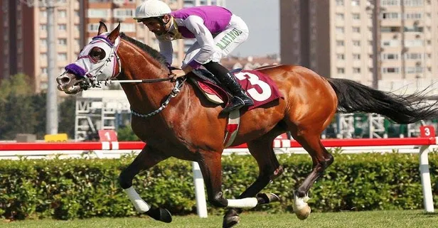 Arap atı sahipleri ve yetiştiricileri arasında Kaizbert tartışması