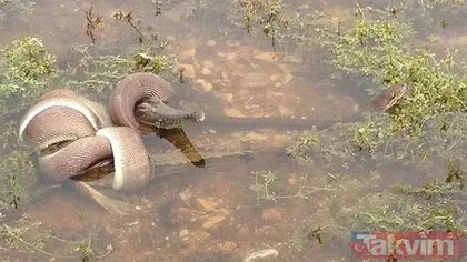 Dev pitonun yuvasına girdi! Böylesi daha önce hiç görülmedi ölümü göze aldı
