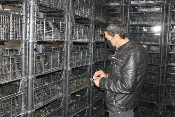 evini-sera-yapip-kiraya-cikti-sebze-fidesi-yetistiriciliginden-300-bin-lira-gelir-bekliyor-1617096913868.jpg