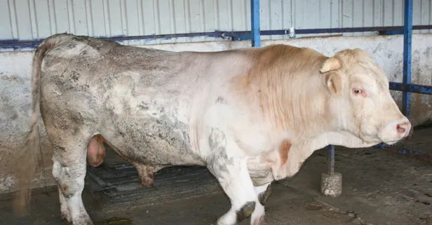 Bursa'da 1 ton 250 kilogram ağırlığındaki kurbanlık boğa 40 bin liraya alıcı bekliyor