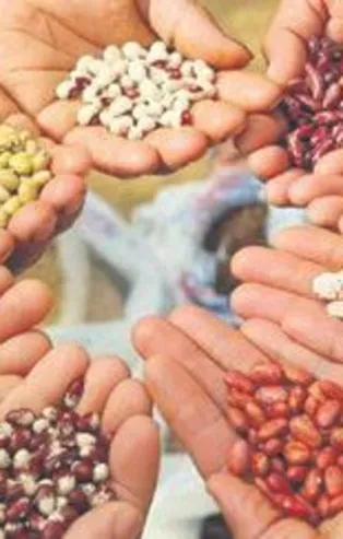 Tohum ödemeleri hesapta (Ekonomi haberleri)