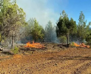Adana'da orman yangını! 10 dekarlık alan kül oldu