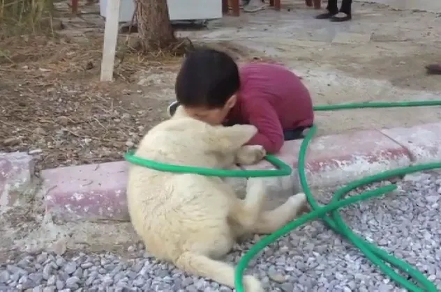 Sivas'ta köpeği ısıran küçük çocuk ilgi odağı oldu! Görenler gülme krizine girdi