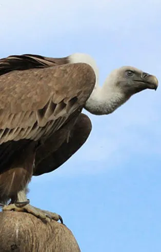 Rüyada akbaba görmek ne anlama gelir?