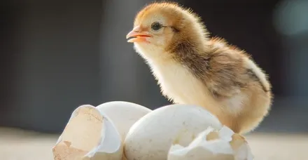 Rüyada Civciv Görmek Ne Anlama Gelir Takvim