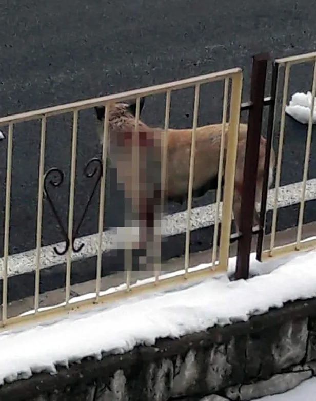 Liselinin öldüğü ilçede, bu kez köpekler saldırdıkları köpeği parçalayıp yedi-2