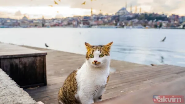 Türkiye sandınız ama değil! 74 milyonla dünyanın en çok kedi besleyen ülkesi açıklandı - 14