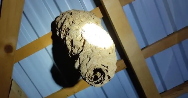 Rize’de evin içindeki dev yaban arısı yuvası görenleri şaşırtıyor