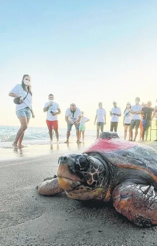 Tuba ve Lara adlı deniz kaplumbağaları milyonlar tarafından adım adım izlendi