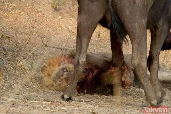 Aslan ve kaplanın (kavgası) karşılaşması hayrete düşürdü! - 46