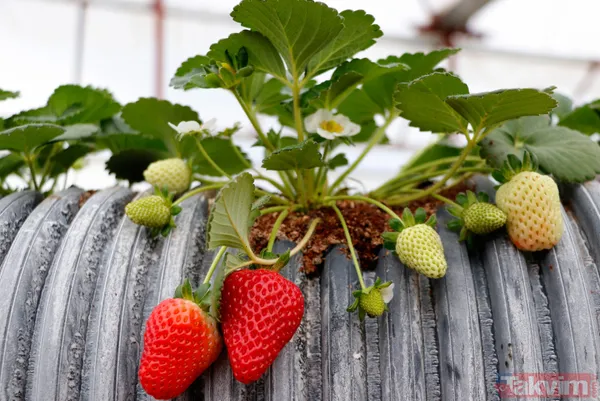 Jeofizik mühendisi 2 milyonluk yatırımla çilek serası kurdu! Taleplere yetişemiyor - 5