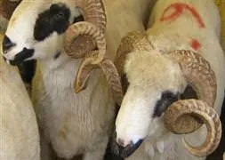 Kurban keseceklerin dikkatine!