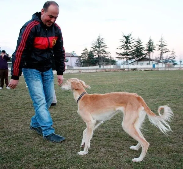 Türkiyedeki köpek ırkları ve özellikleri Galeri Sayfa 33 Takvim