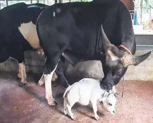 Cüce inek sadece 51 santim