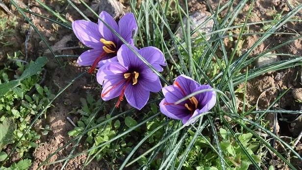 dunyanin-en-pahali-bitkisi-unvanini-kimseye-kaptirmiyor-fiyatini-duyanin-gozleri-portluyor-1692256445977.jpg Fiyatını duyan şaştı kaldı! Dünyanın en pahalı bitkisi ünvanını kimseye kaptırmıyor-3