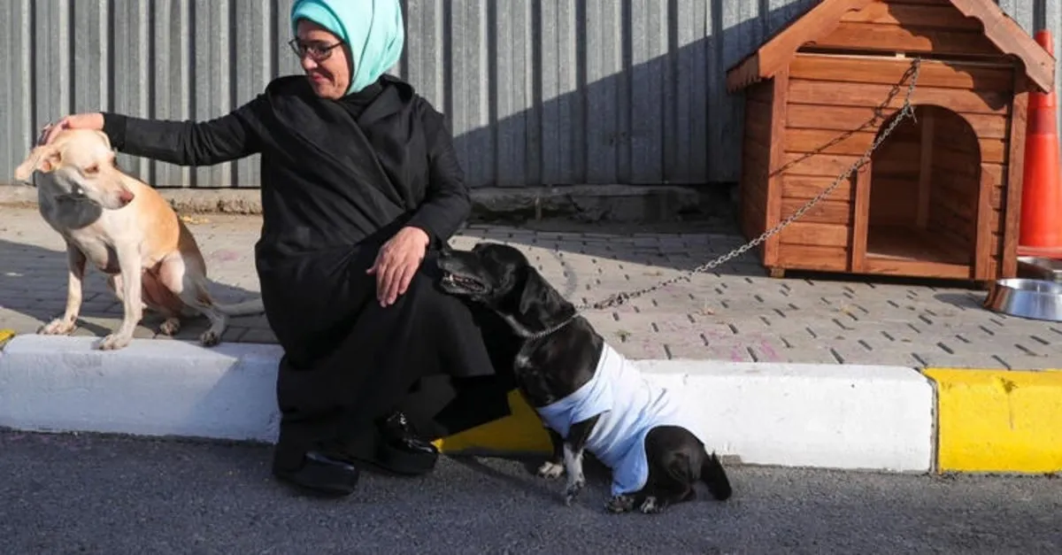 Emine Erdogan Engelli Kopek Leblebi Yi Sahiplendi Takvim Emine Erdogan Engelli Kopek Leblebi Yi Sahiplendi Takvim