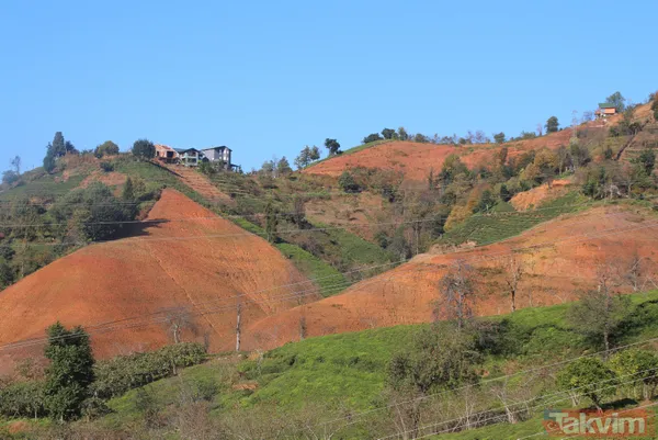 Doğu Karadeniz'i bekleyen büyük facia! Kaçak çaylıklar için ormanlar kesiliyor - 1