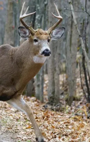 Kanada'da geyiklerde koronavirüse rastlandı